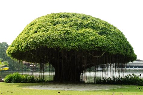  Under the Shade of the Banyan Tree – A Journey Through Vietnamese Resilience